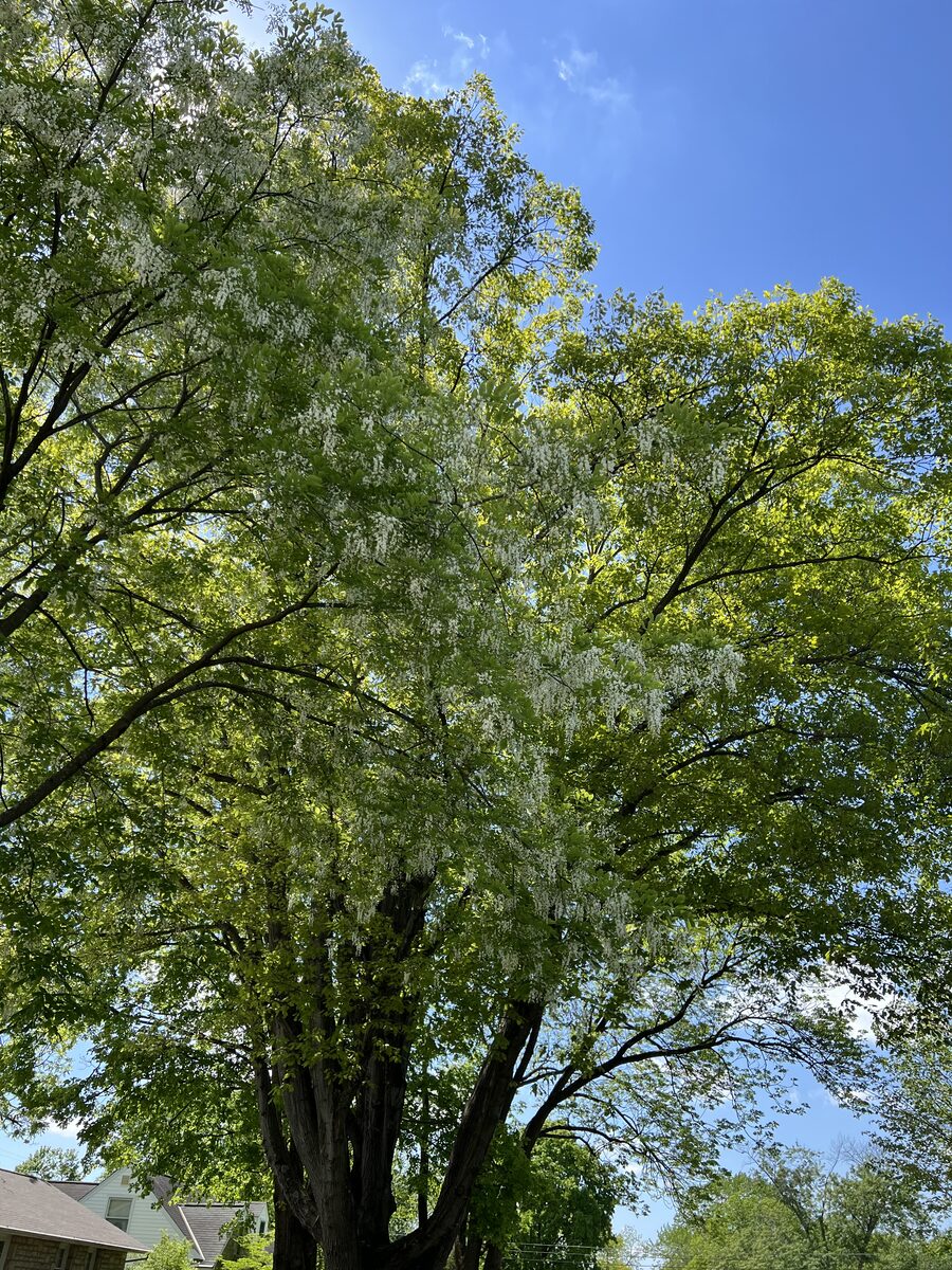 Black Locust