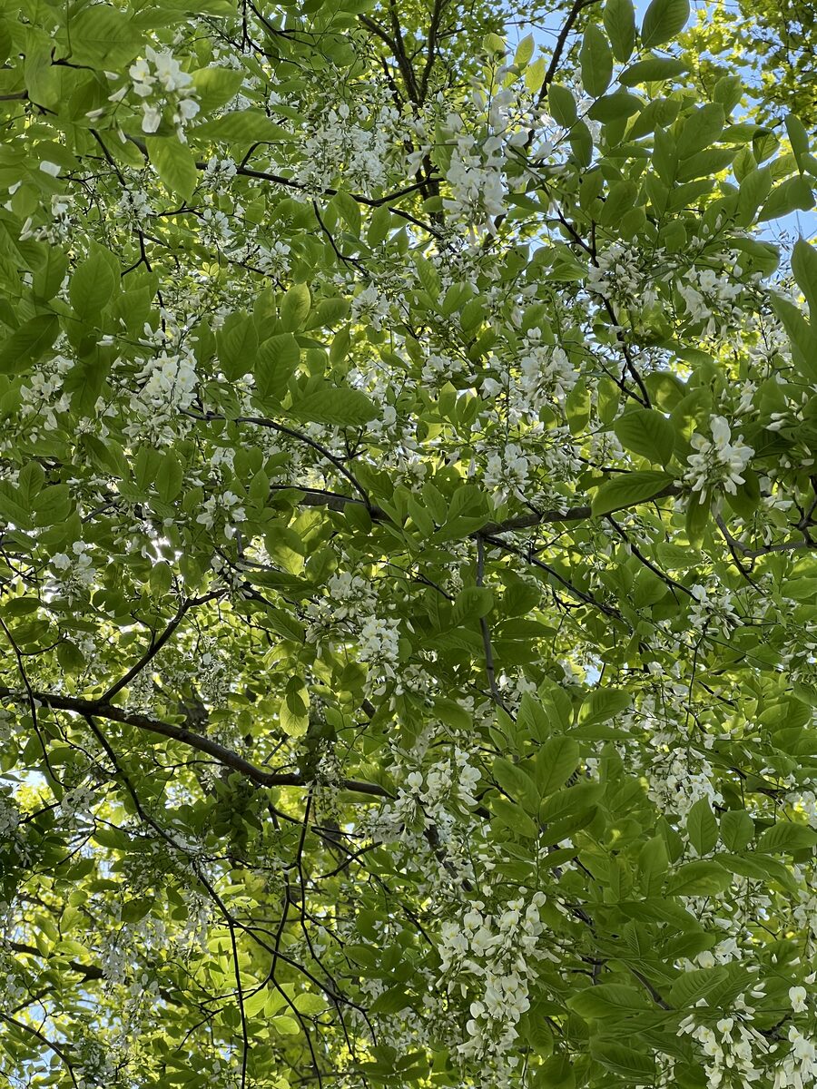 Black Locust