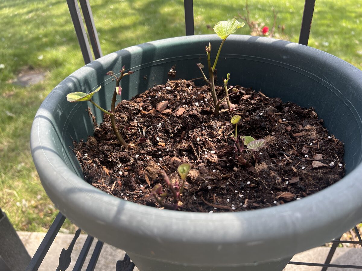 Pantry started sweet potato vine