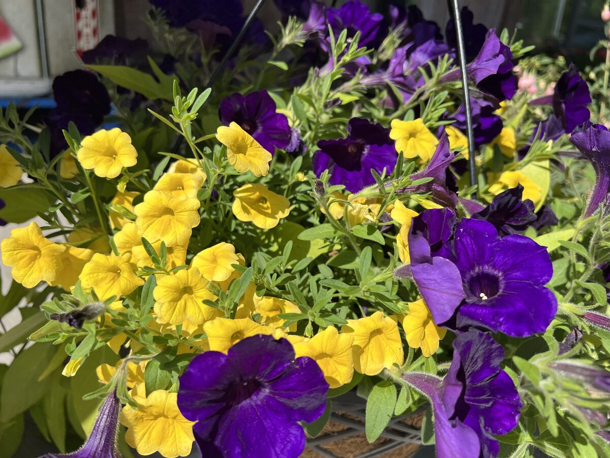 Petunias