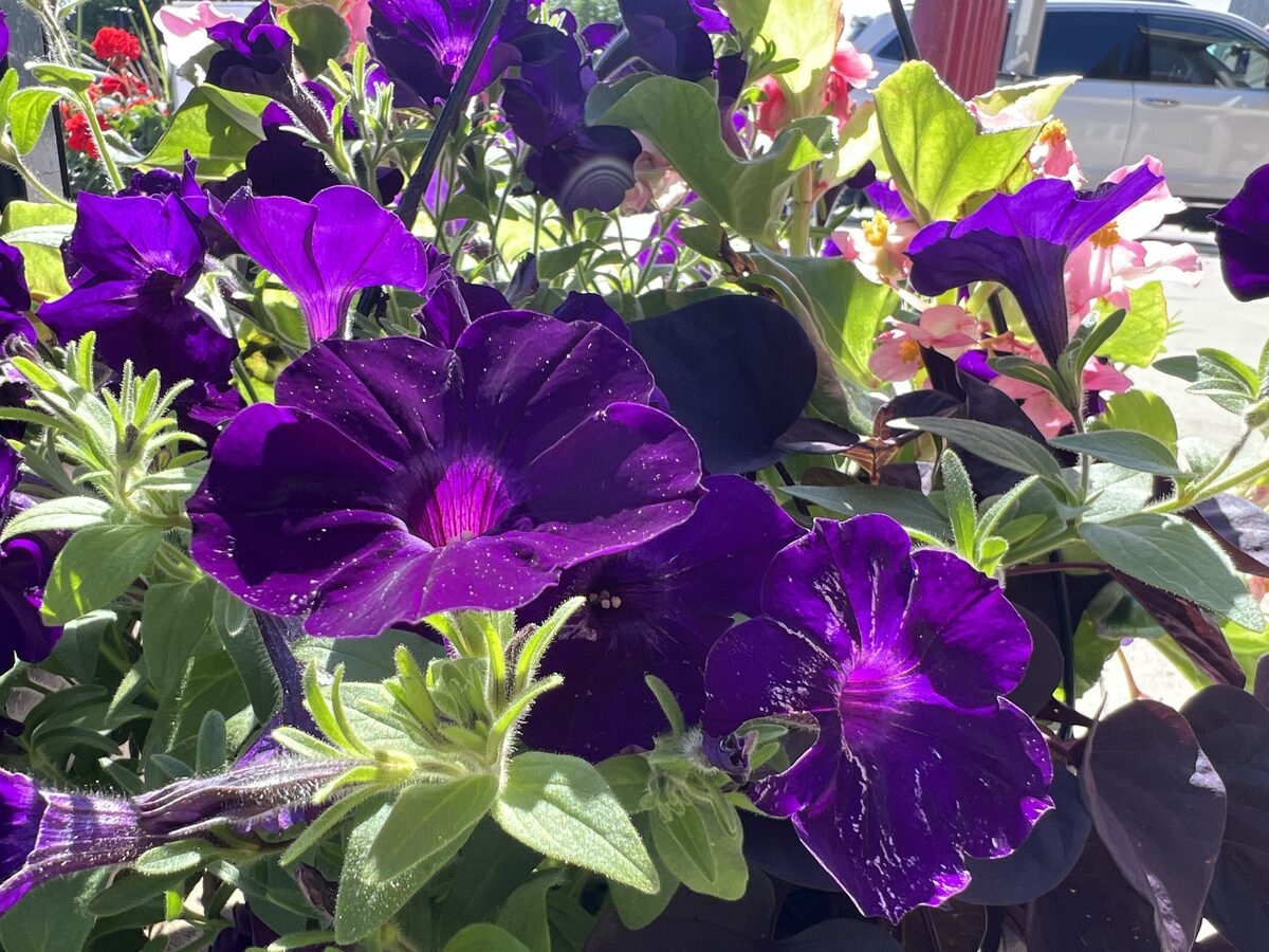 Petunias